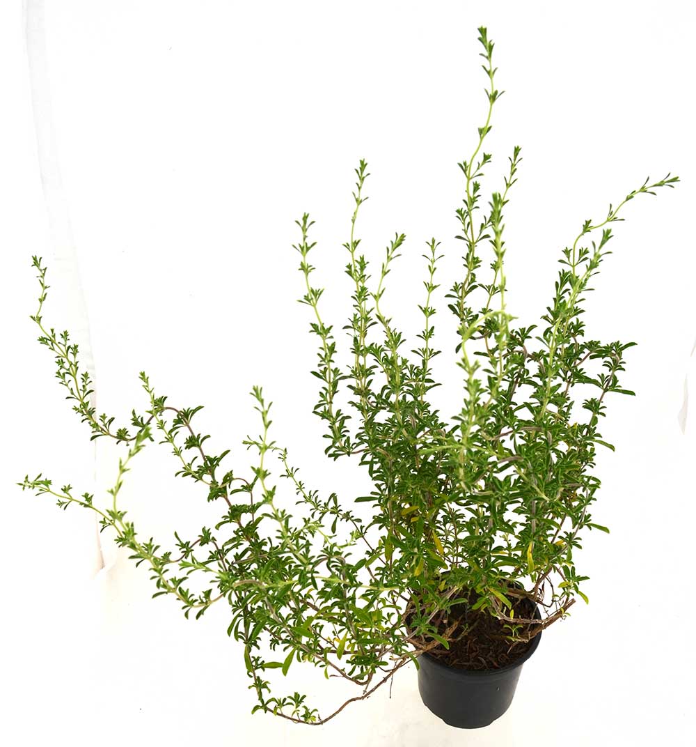 Tomillo aceitunero o andaluz