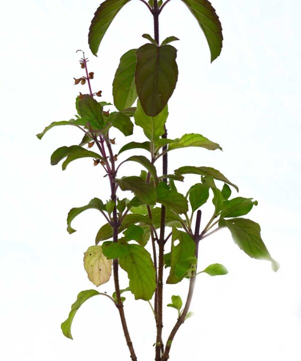 Tulsi
