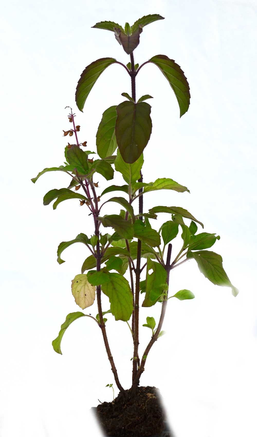Tulsi