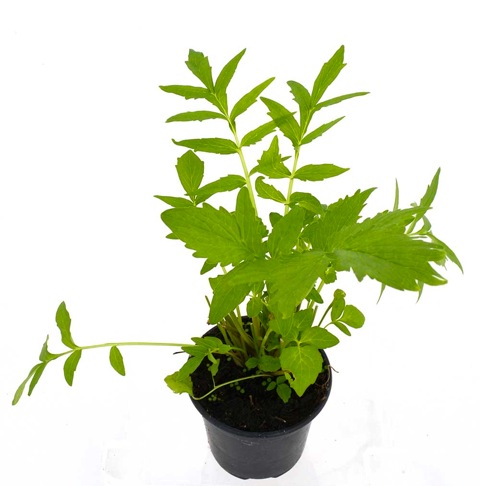 Valeriana