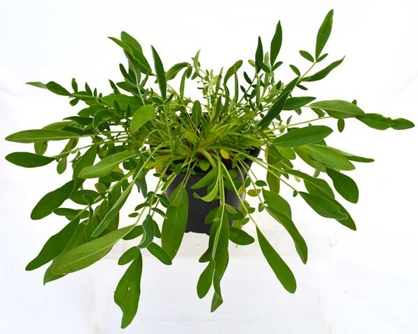 Vulneraria