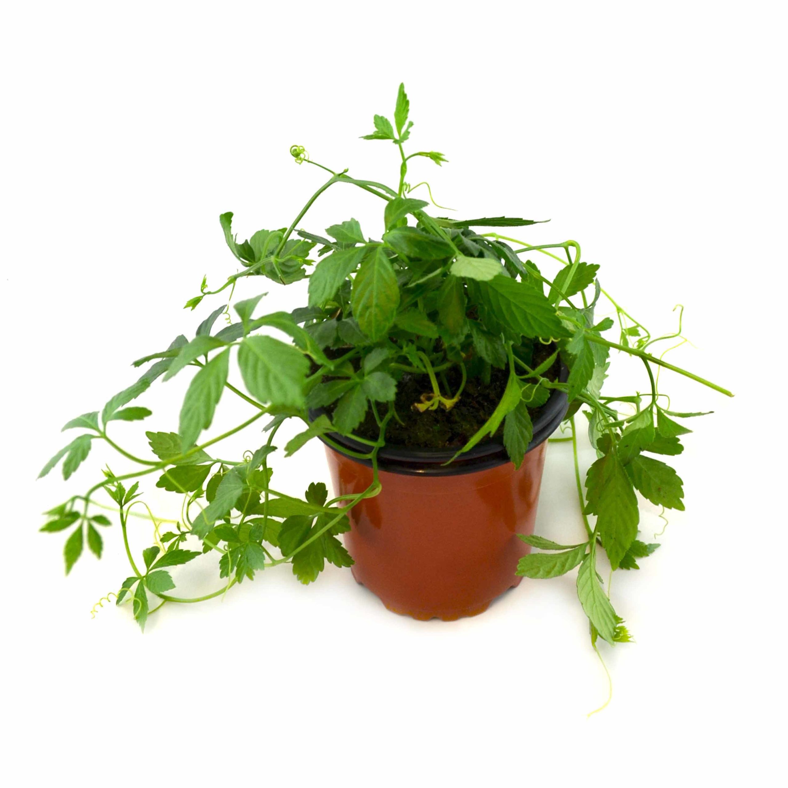 Yiaogulan - Planta longevidad