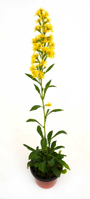 Vara de oro