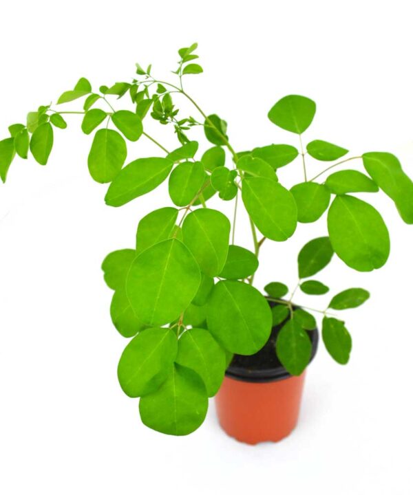 Moringa o árbol de la vida