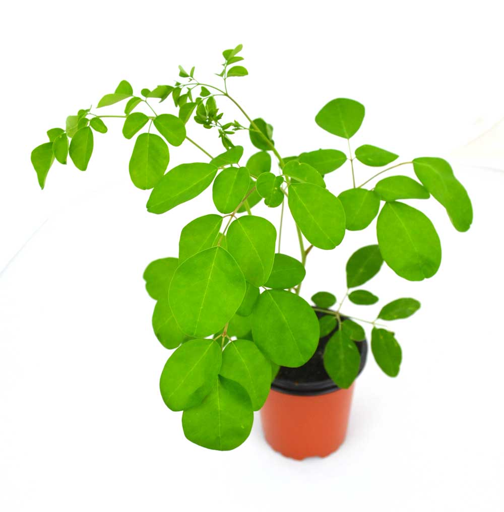 Moringa o árbol de la vida