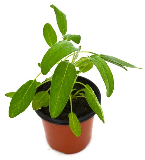 Salvia officinalis