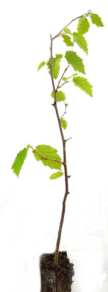 Avellano