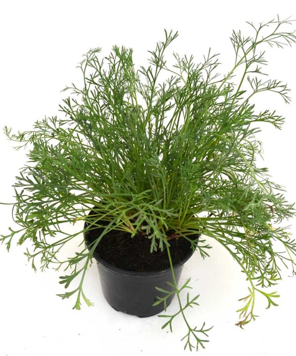 Artemisa campestris