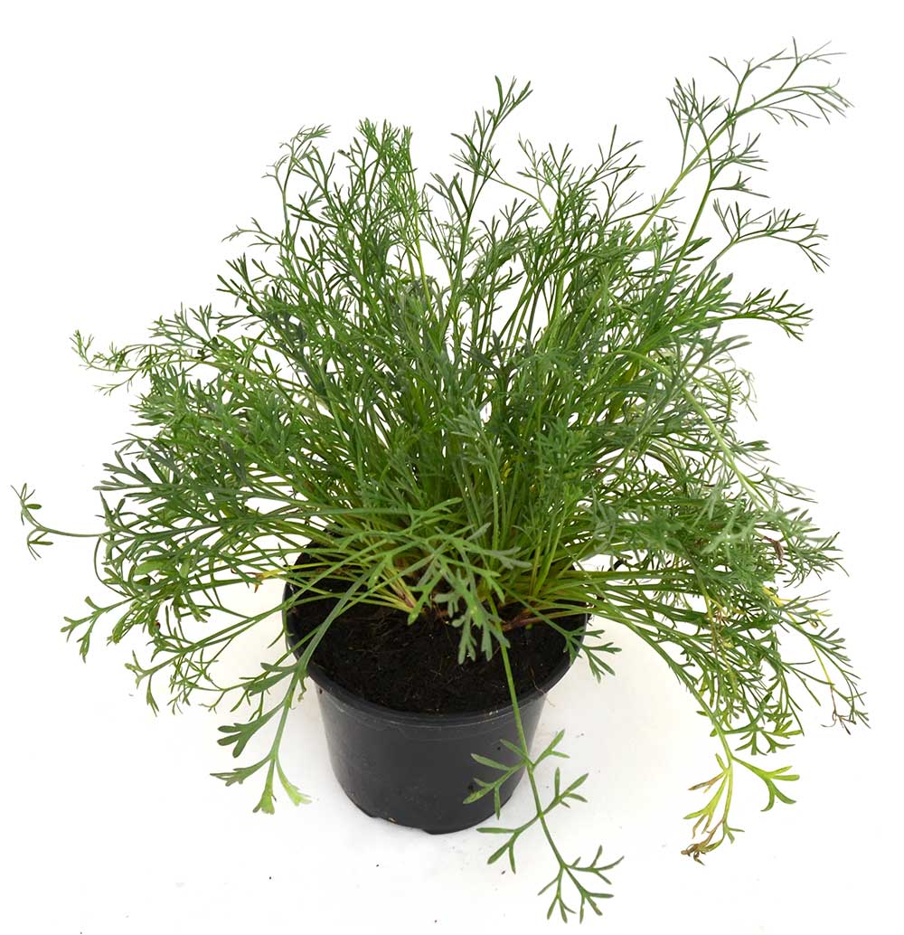 Artemisa campestris