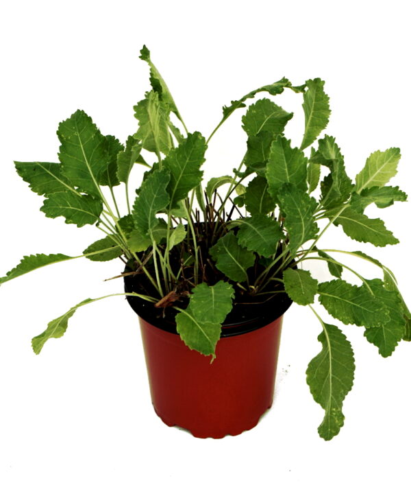 Menta romana