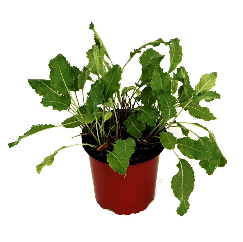 Menta romana