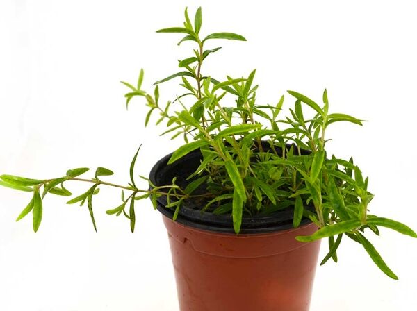 Arenaria
