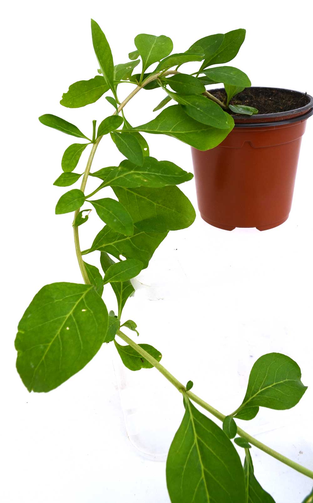 Goji rojo