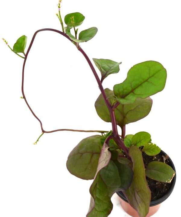 Espinaca basella roja