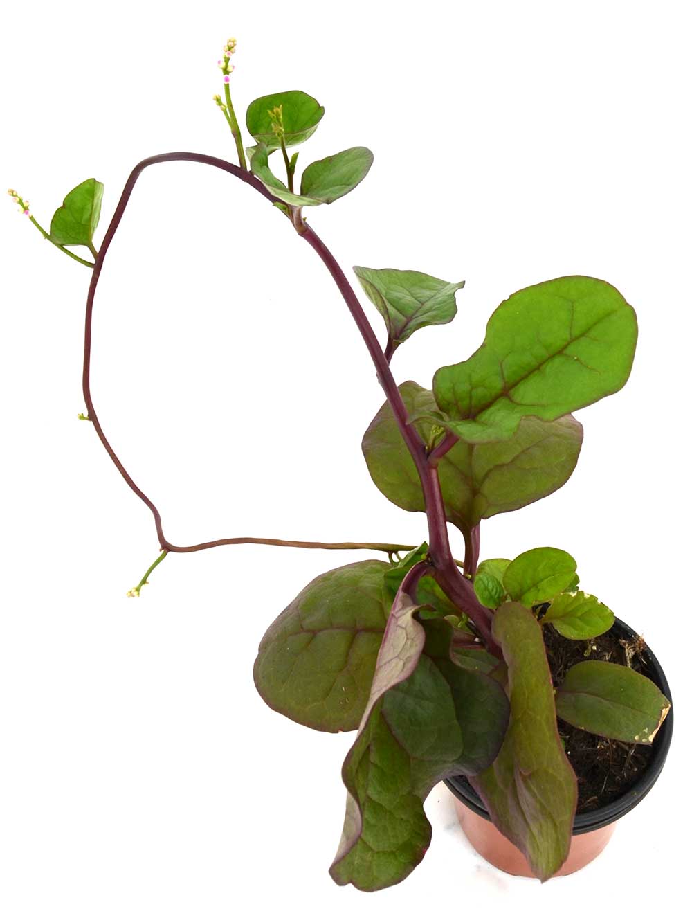 Espinaca basella roja