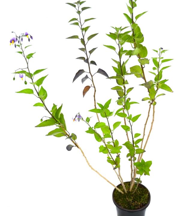 Dulcamara