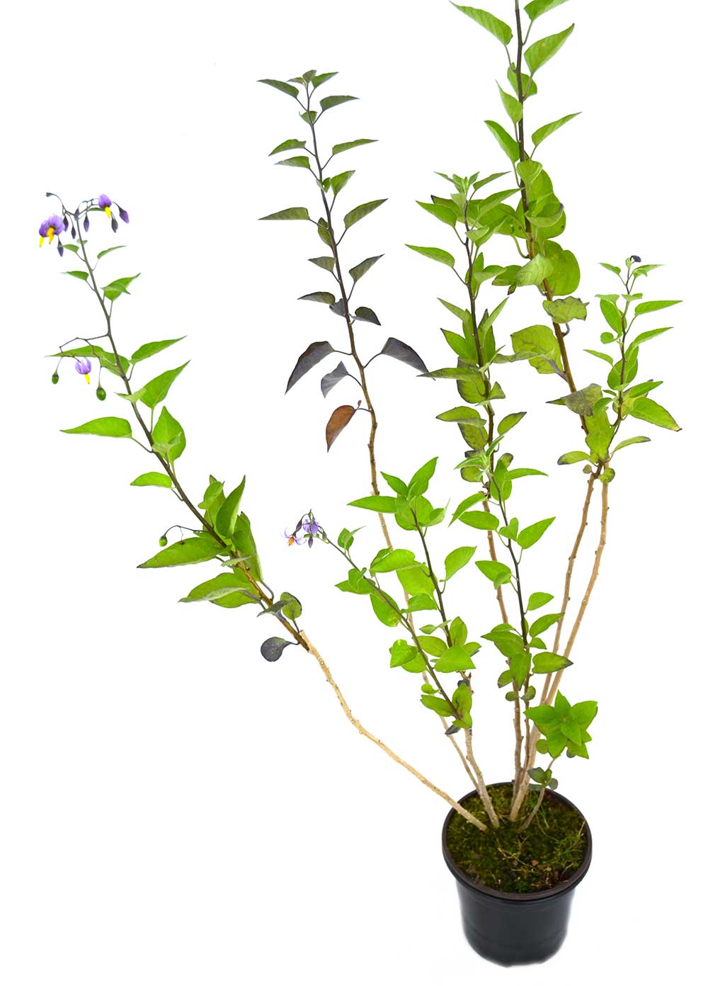 Dulcamara