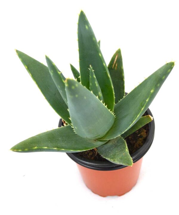 Aloe Ferox