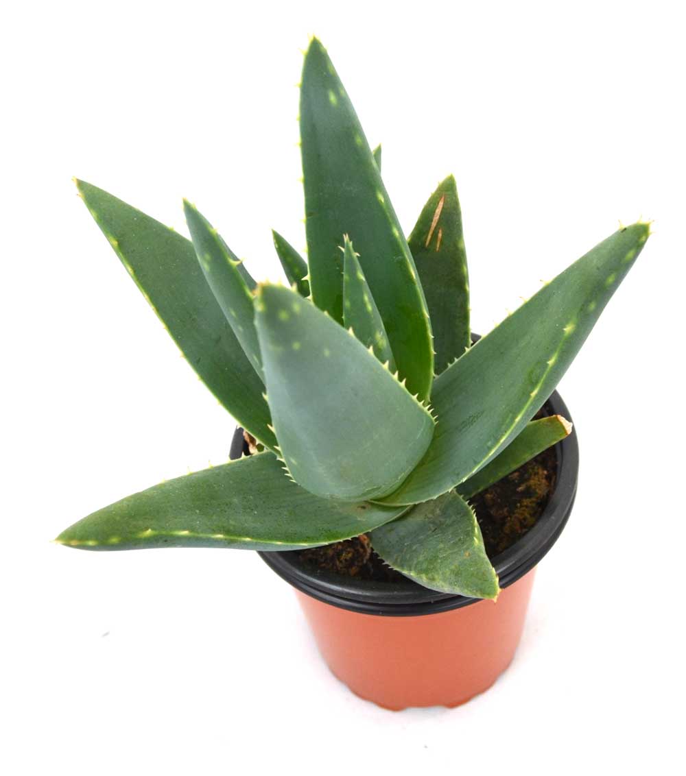 Aloe Ferox