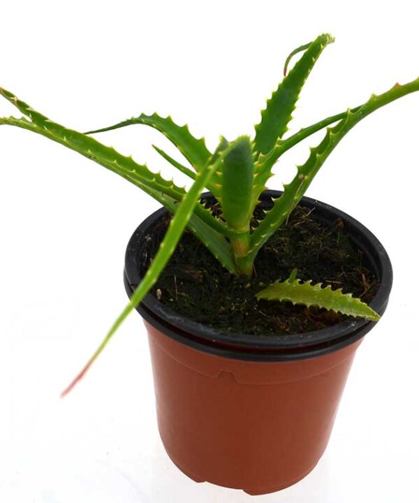 Aloe pulpo
