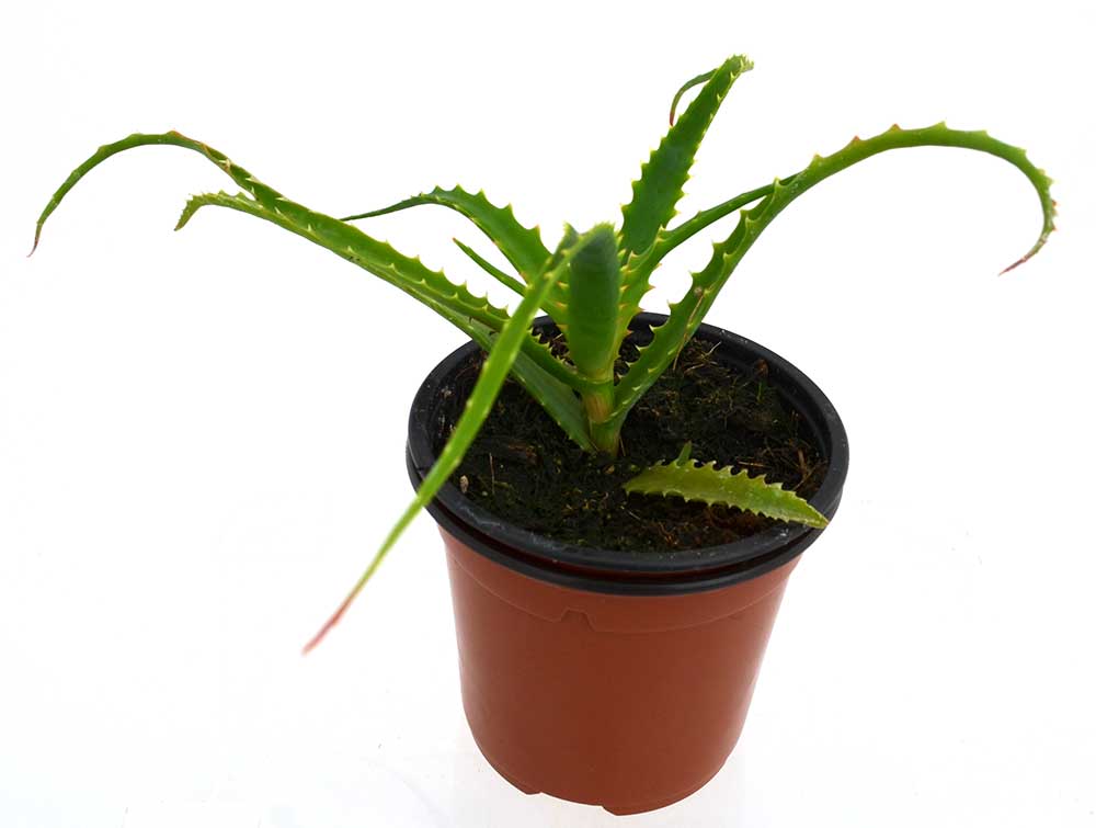 Aloe pulpo