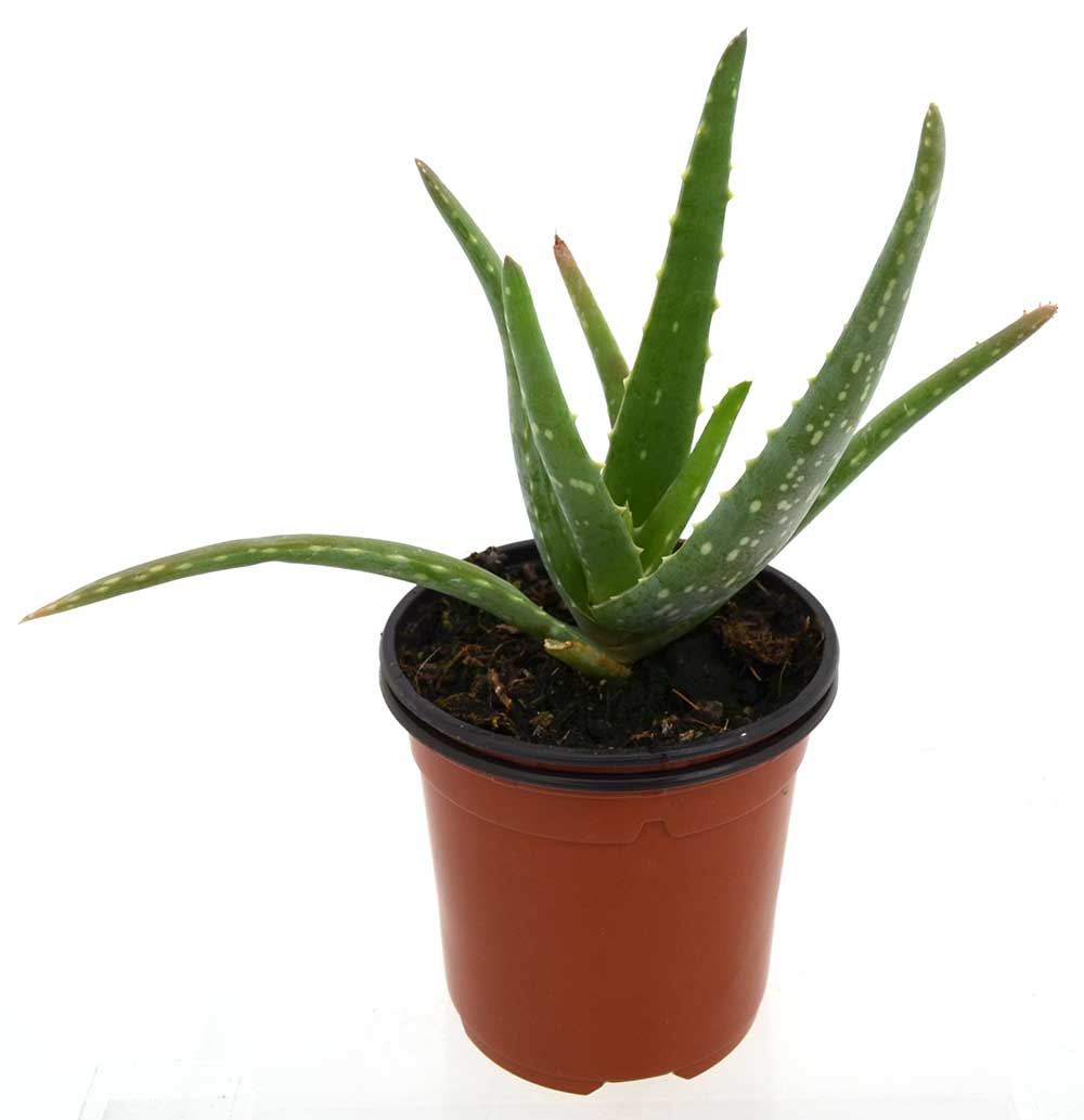 Aloe vera