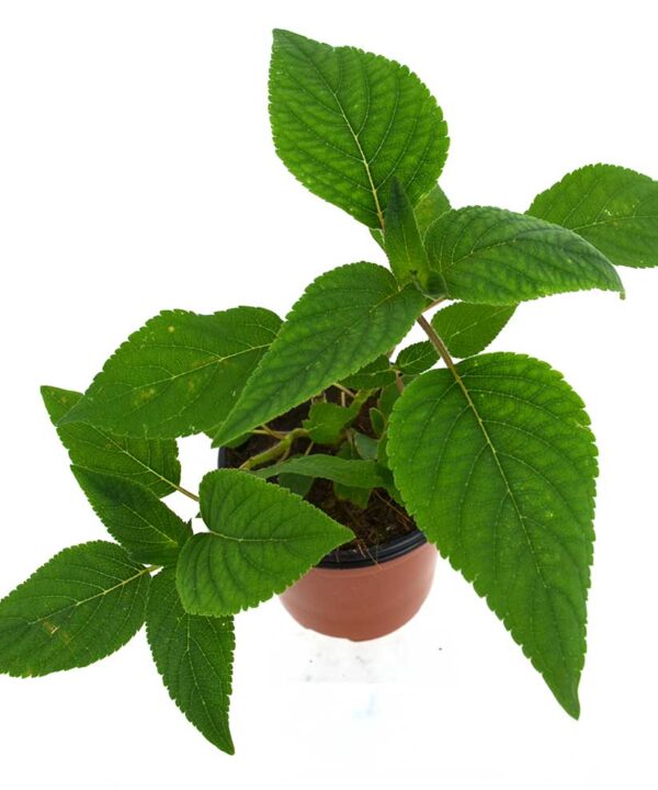 Salvia (Sabor piña)