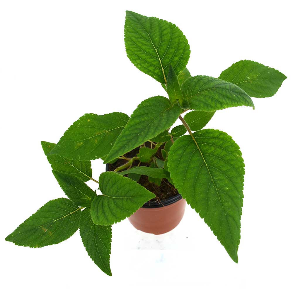 Salvia (Sabor piña)