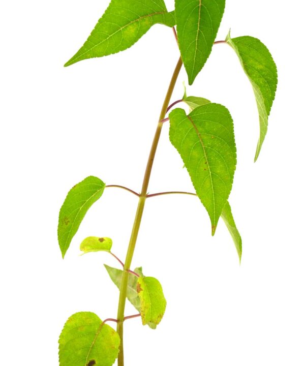 Salvia (Sabor Guayaba)