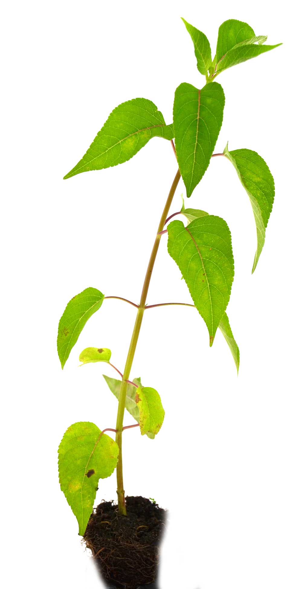 Salvia (Sabor Guayaba)