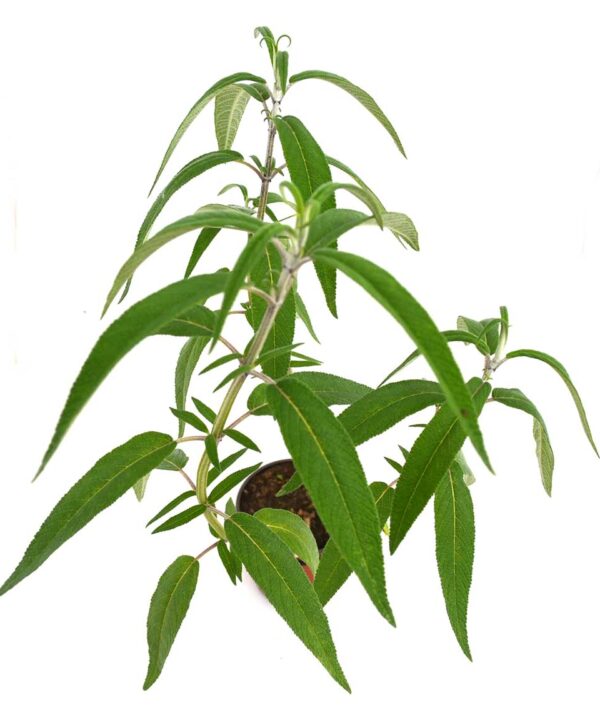 Salvia (Rabo de Gato)