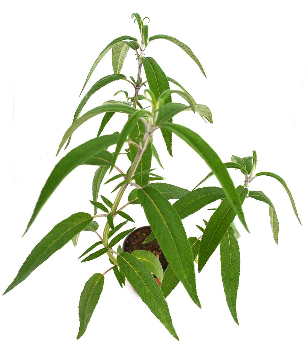 Salvia (Rabo de Gato)