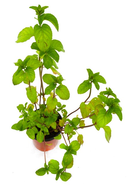 Menta (sabor muy intenso)