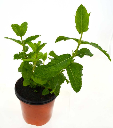 Menta fabera