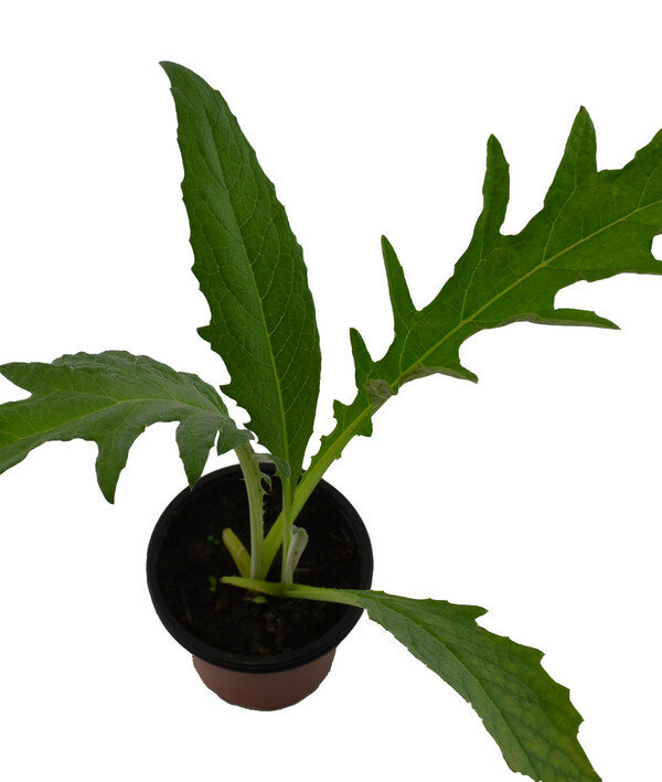Cardo cuajaleche