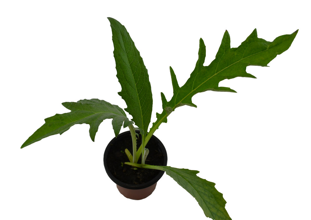 Cardo cuajaleche