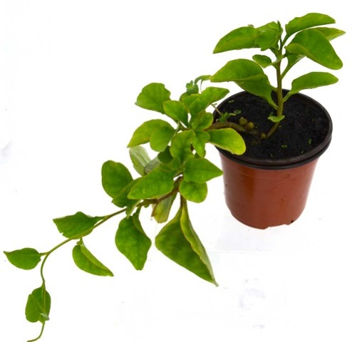 Espinaca anredera