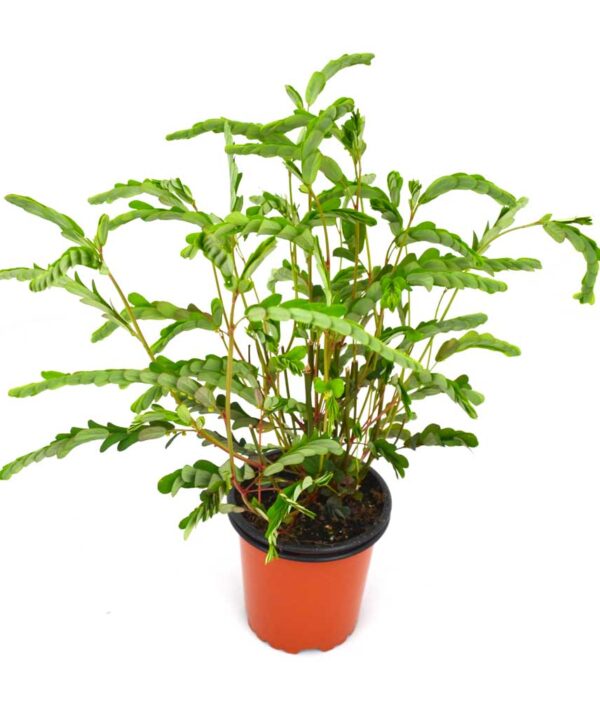 Chancapiedra