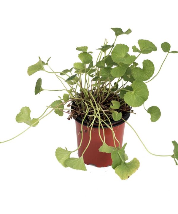 Gotu Kola