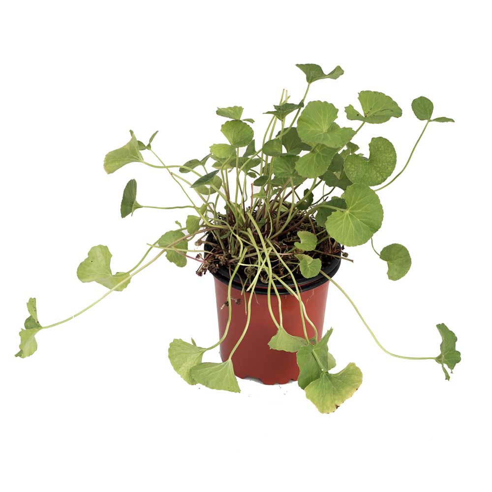 Gotu Kola