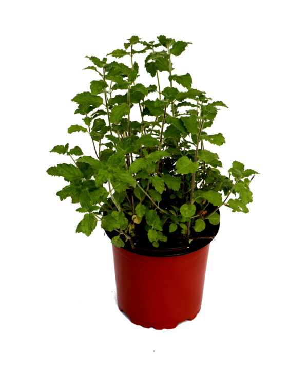 Menta sabor fresa