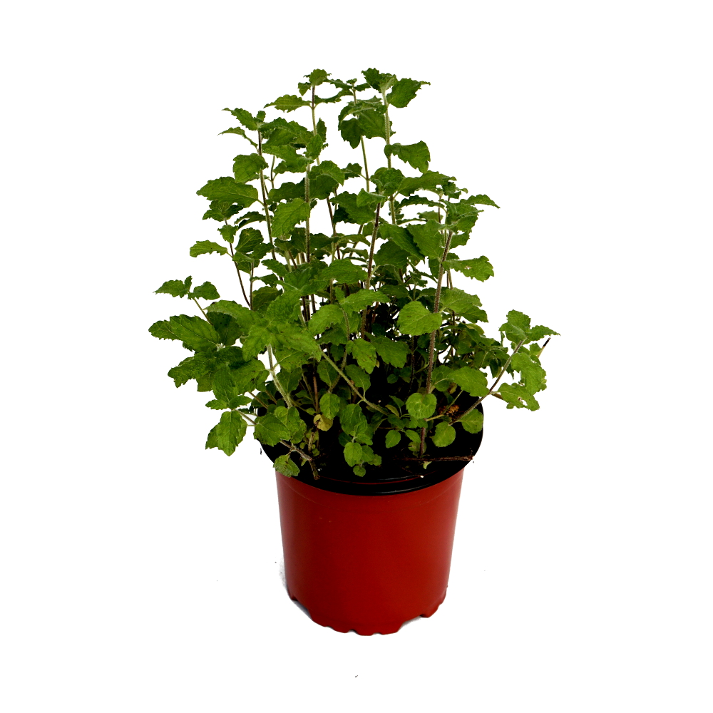 Menta sabor fresa
