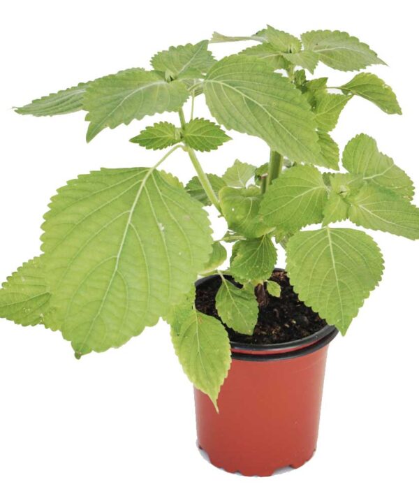 Perilla verde