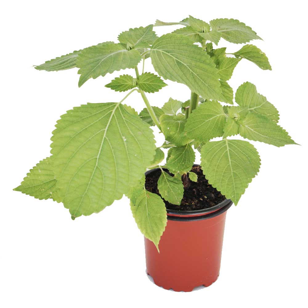 Perilla verde