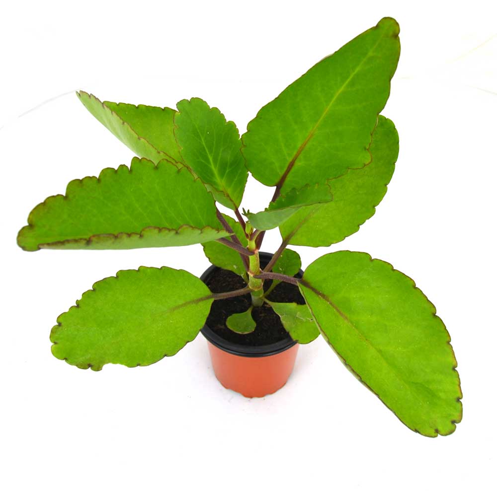 Kalanchoe Pinnata