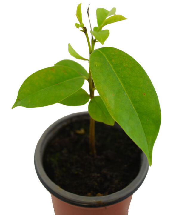 Graviola