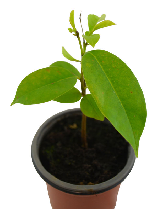Graviola
