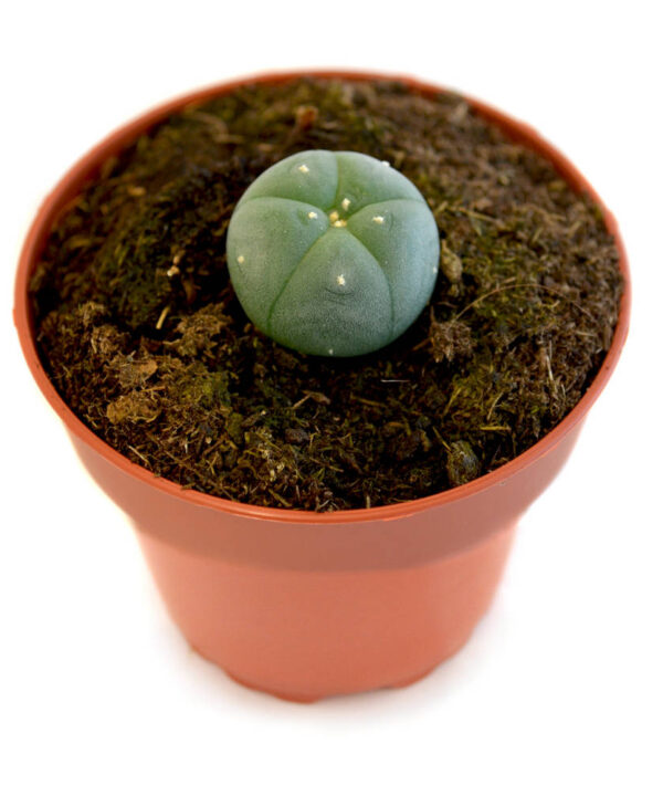 Peyote 1 año