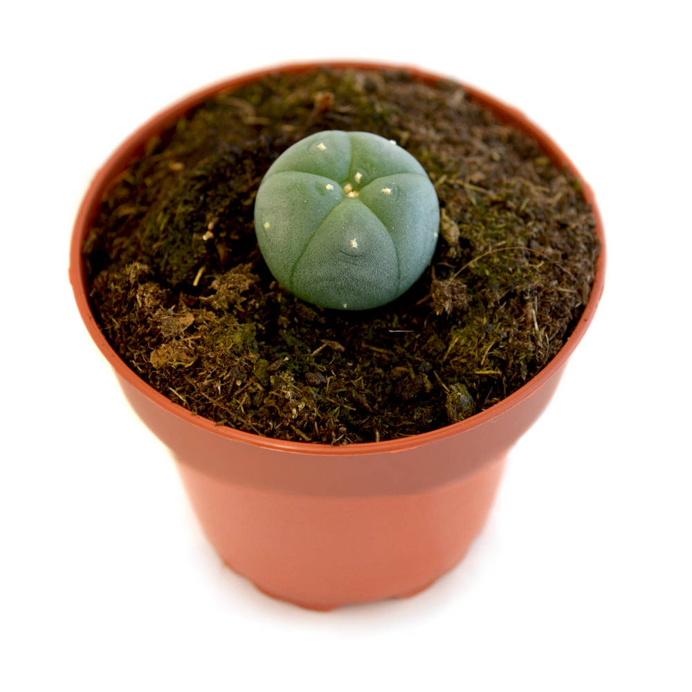 Peyote 1 año