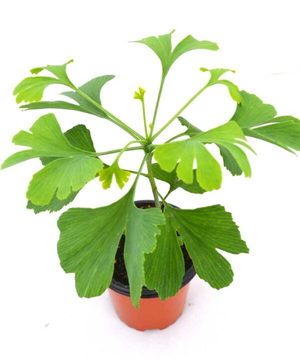 Ginkgo biloba